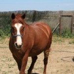 Expresiones y palabras utilizadas en las Terapias con caballos y equinoterapia