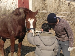 sesión de terapia asistida con caballo