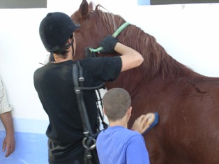 Niño limpiando un caballo