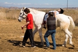 Terapias asistidas con caballos